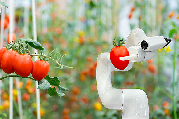 Roboterarm mit Kamera erntet Tomate in Gewächshaus
